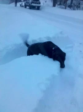 [Hearth.com] Labs love snow