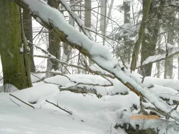 [Hearth.com] Beech Off The Hill
