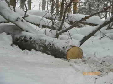 [Hearth.com] Beech Off The Hill