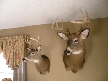 [Hearth.com] Got the buck back