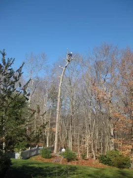 [Hearth.com] hired a tree service to drop some trees