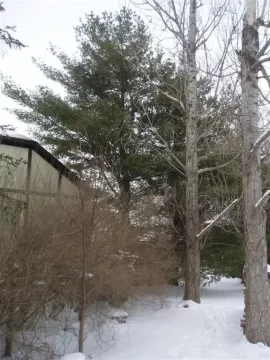 [Hearth.com] Just had a tree service come out for a quote