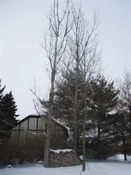 [Hearth.com] Just had a tree service come out for a quote