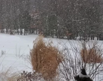 [Hearth.com] Pretty good blast of winter