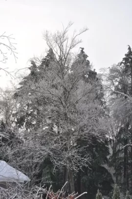 [Hearth.com] Pretty good blast of winter