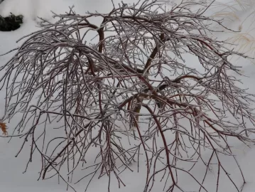 [Hearth.com] Pretty good blast of winter
