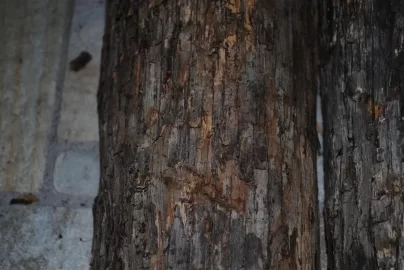 [Hearth.com] ID, eastern hophornbeam?(with pics)
