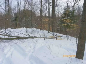 [Hearth.com] Finally Felled A Beech