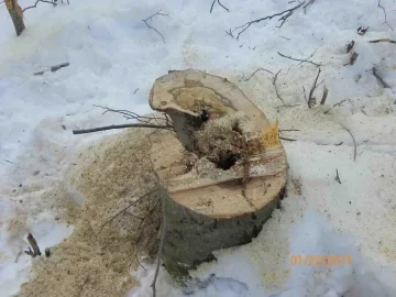 [Hearth.com] Finally Felled A Beech