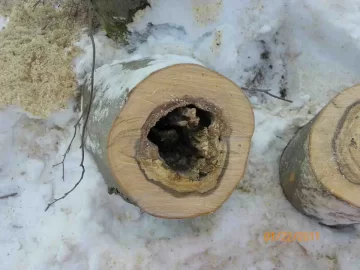 [Hearth.com] Finally Felled A Beech