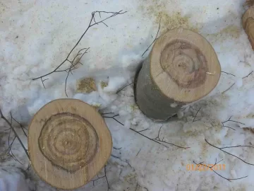 [Hearth.com] Finally Felled A Beech