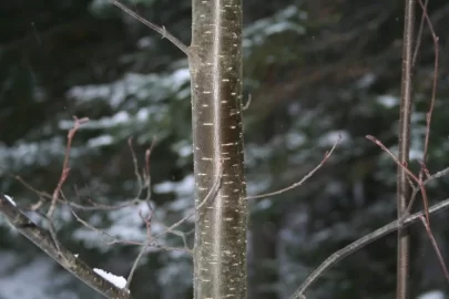 [Hearth.com] I've got another tree ID?