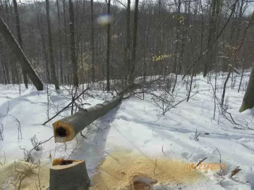 [Hearth.com] Next Beech Down and Out