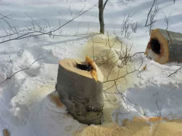 [Hearth.com] Next Beech Down and Out
