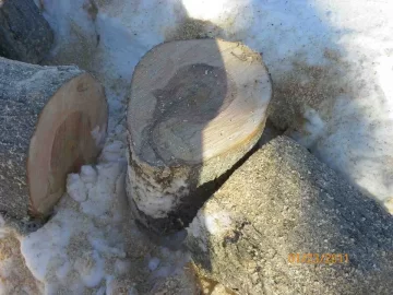 [Hearth.com] Sugar Maple and the rest of the Beech
