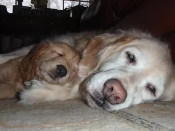[Hearth.com] Found someone who likes pellet heat more than we do