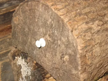 [Hearth.com] The Last Word In Moisture Detection