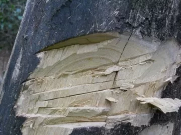 [Hearth.com] Another "what is this wood" thread