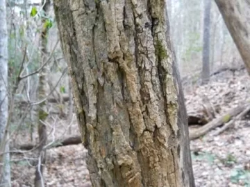 [Hearth.com] Another "what is this wood" thread
