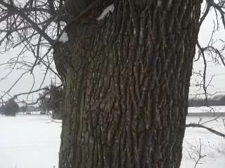 [Hearth.com] easy tree ID