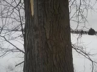 [Hearth.com] easy tree ID