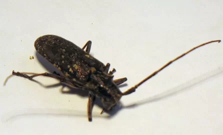 [Hearth.com] Asian Longhorn Beetle