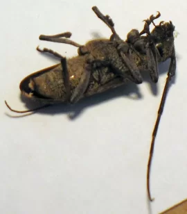 [Hearth.com] Asian Longhorn Beetle
