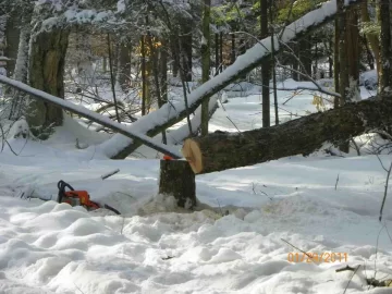 [Hearth.com] 1st Damaged Sugar Maple