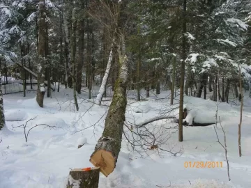 [Hearth.com] 1st Damaged Sugar Maple