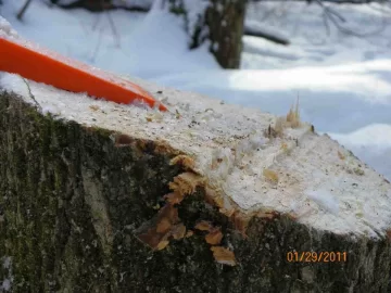 [Hearth.com] 1st Damaged Sugar Maple