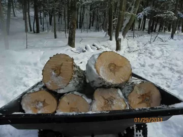 [Hearth.com] 1st Damaged Sugar Maple