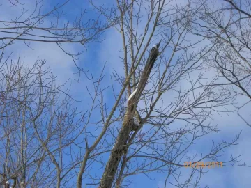 [Hearth.com] 2nd Damaged Sugar Maple