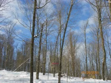 [Hearth.com] 2nd Damaged Sugar Maple