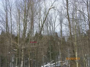 [Hearth.com] 3rd Damaged Sugar Maple