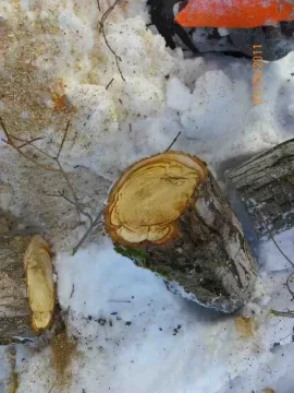 [Hearth.com] 3rd Damaged Sugar Maple