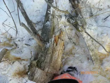[Hearth.com] 3rd Damaged Sugar Maple