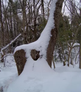 [Hearth.com] Snowed out