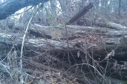 [Hearth.com] Wood ID - I struck it rich!!!!!