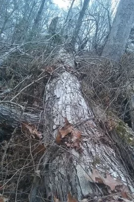 [Hearth.com] Wood ID - I struck it rich!!!!!