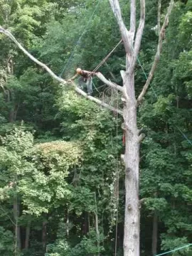 [Hearth.com] The big oak finally comes down