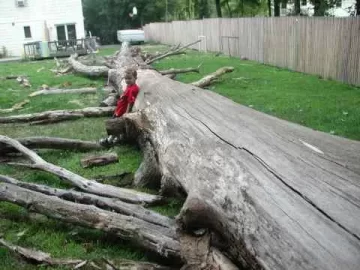 [Hearth.com] The big oak finally comes down