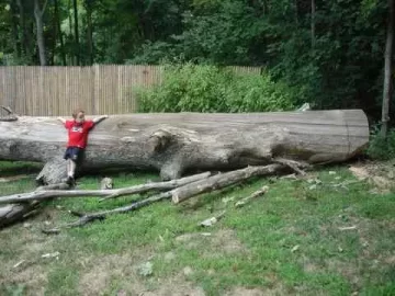 [Hearth.com] The big oak finally comes down