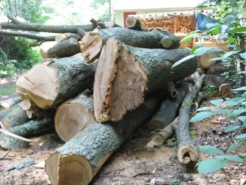 [Hearth.com] HELP!!  Any Tree climbers w/in driving distance?