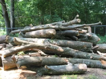 [Hearth.com] HELP!!  Any Tree climbers w/in driving distance?