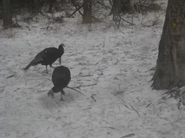 [Hearth.com] Indiana Ice pictures (Wildlife too)