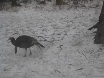 [Hearth.com] Indiana Ice pictures (Wildlife too)