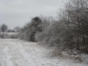 [Hearth.com] Indiana Ice pictures (Wildlife too)