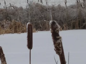 [Hearth.com] Indiana Ice pictures (Wildlife too)