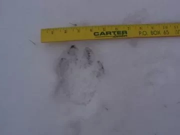 [Hearth.com] Animal Track Help.............