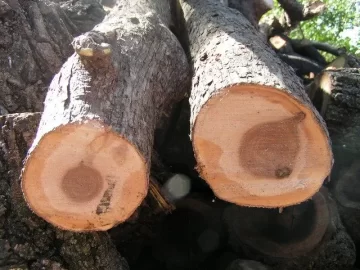 [Hearth.com] Ironwood